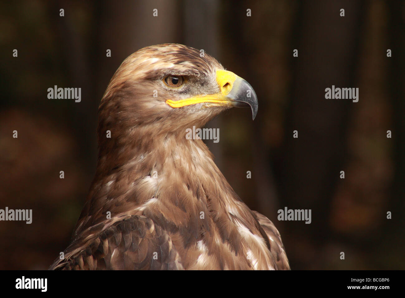 Mäusebussard Buteo Buteo, Kalkspat, Falke, Buteo, Raubtier, Raptor, Gesicht, Stockfoto