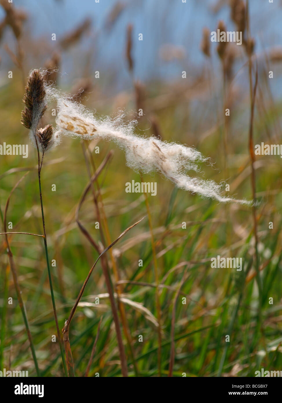 Wolle auf Wildgras im Wind gefangen Stockfoto
