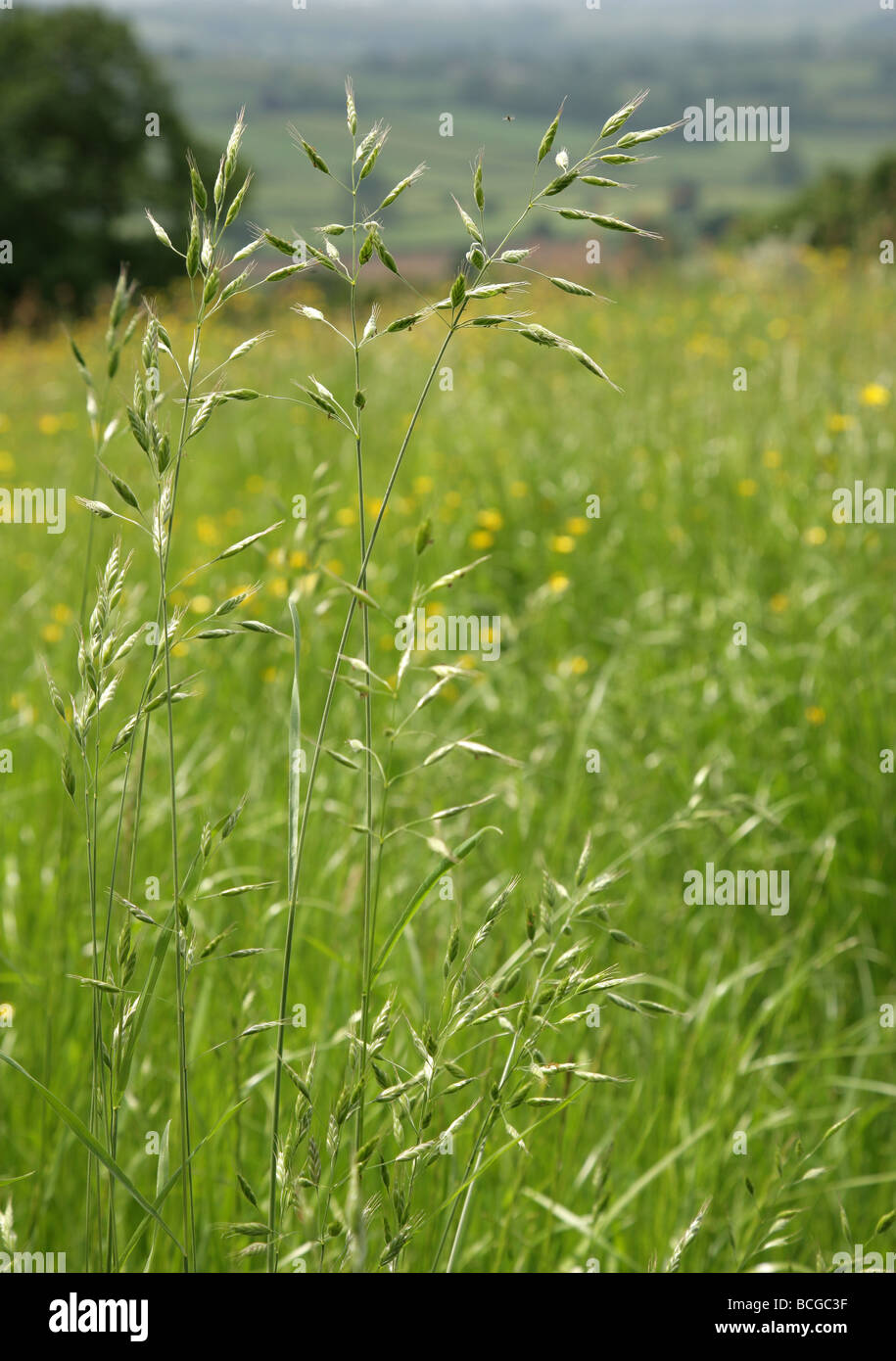 Winter Wildhafer Avena Ludoviciana oder Französisch Hafergras wächst die britische Festung in Hardington Moor in Somerset Stockfoto