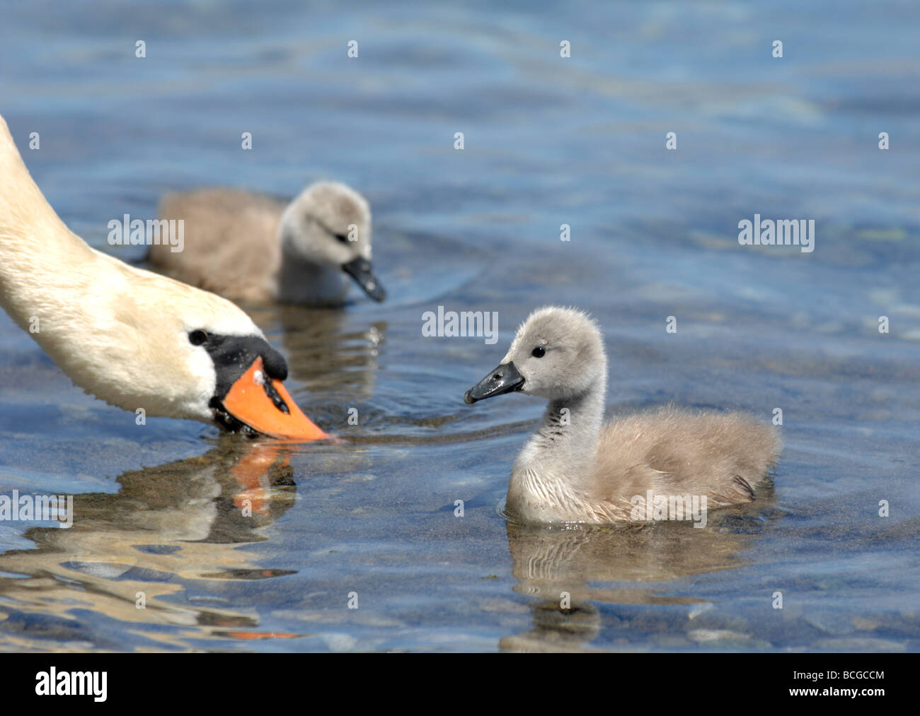 Swan und cygnet Stockfoto