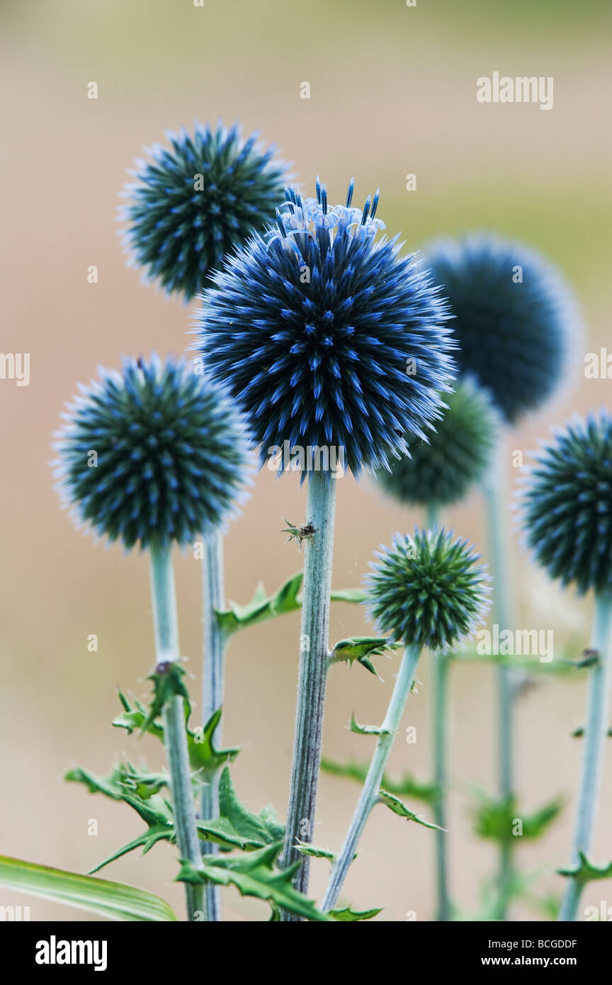 Echinops Ritro veitch's blue. Globe Distel Blume in einem englischen Garten Stockfoto