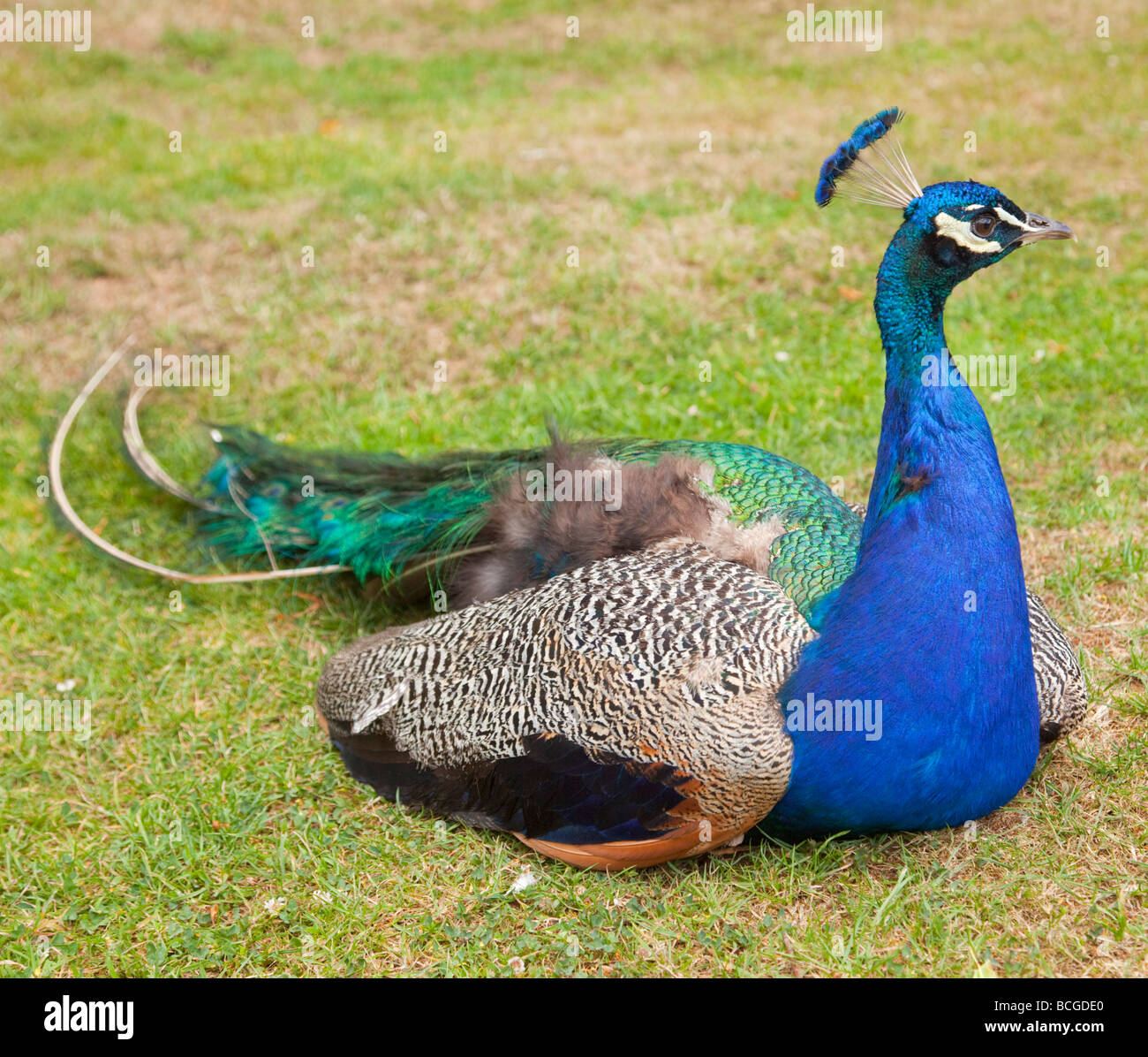 Pfau. Stockfoto