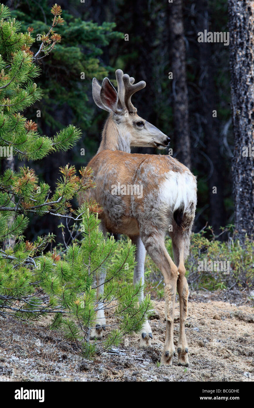 Kanada Alberta Jasper Nationalpark Maultierhirsche Odocoileus hemionus Stockfoto