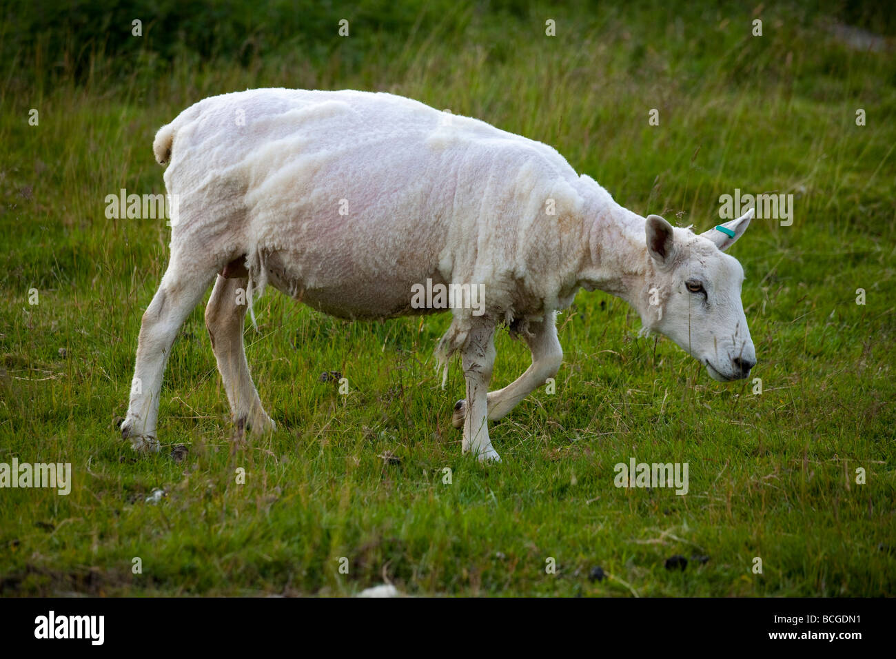 Geschoren Highland schottische Cheviot cross Schafe, Scotland, UK Stockfoto