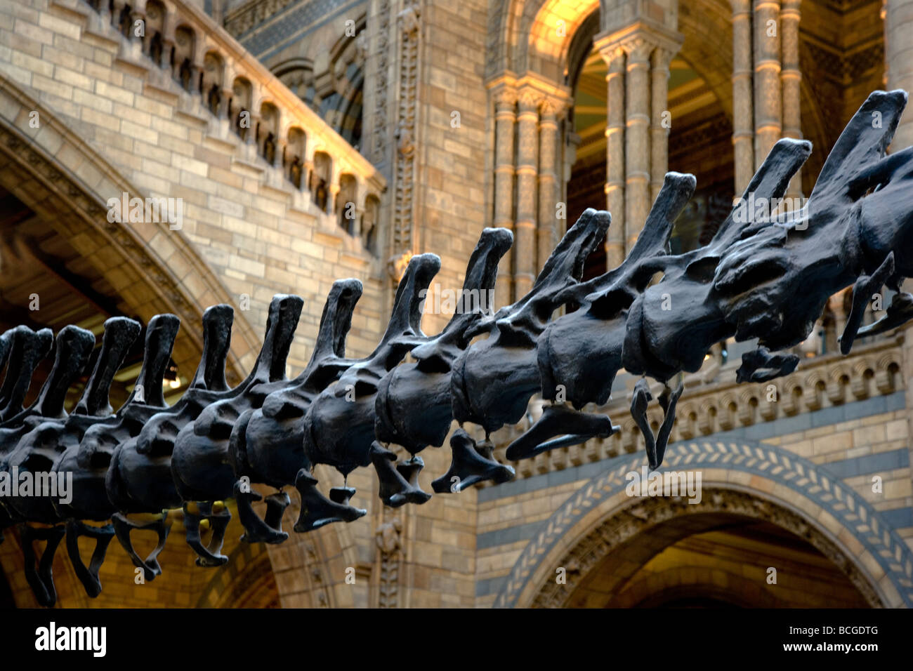 Tail Wirbel eines Dinosauriers Diplodocus in der Eingangshalle des Kensington London Natural History Museum Stockfoto