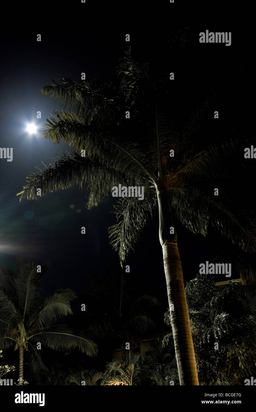 Nacht Schuss des Mondes und eine Kokospalme Stockfoto