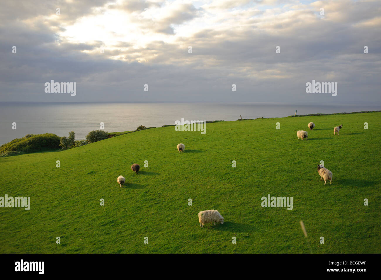 Haus und Schafe und Klippen auf dem Giant s Causeway Küstenstraße in Nordirland Sonnenuntergang Stockfoto