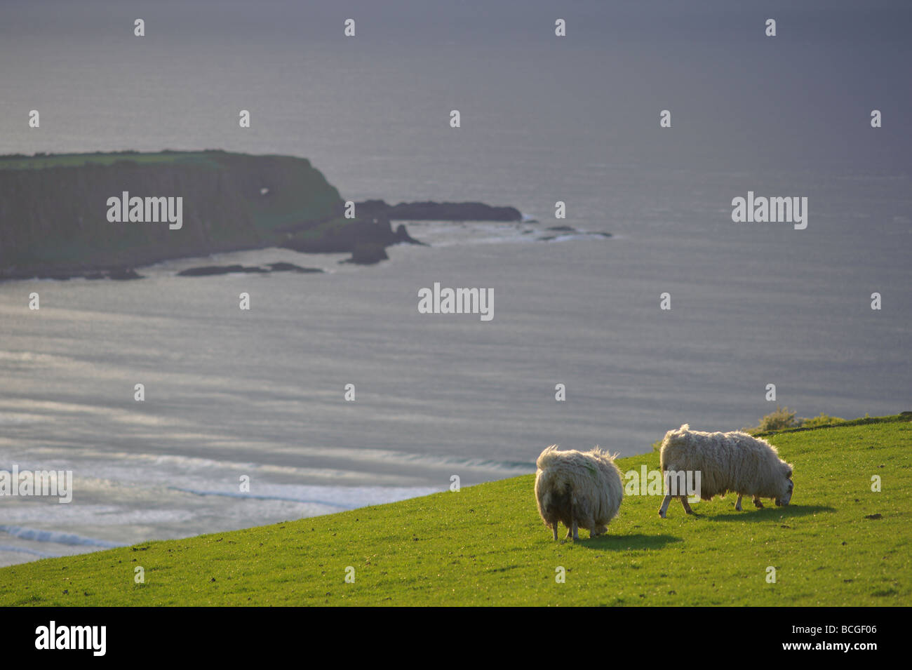 Haus und Schafe und Klippen auf dem Giant s Causeway Küstenstraße in Nordirland Sonnenuntergang Stockfoto