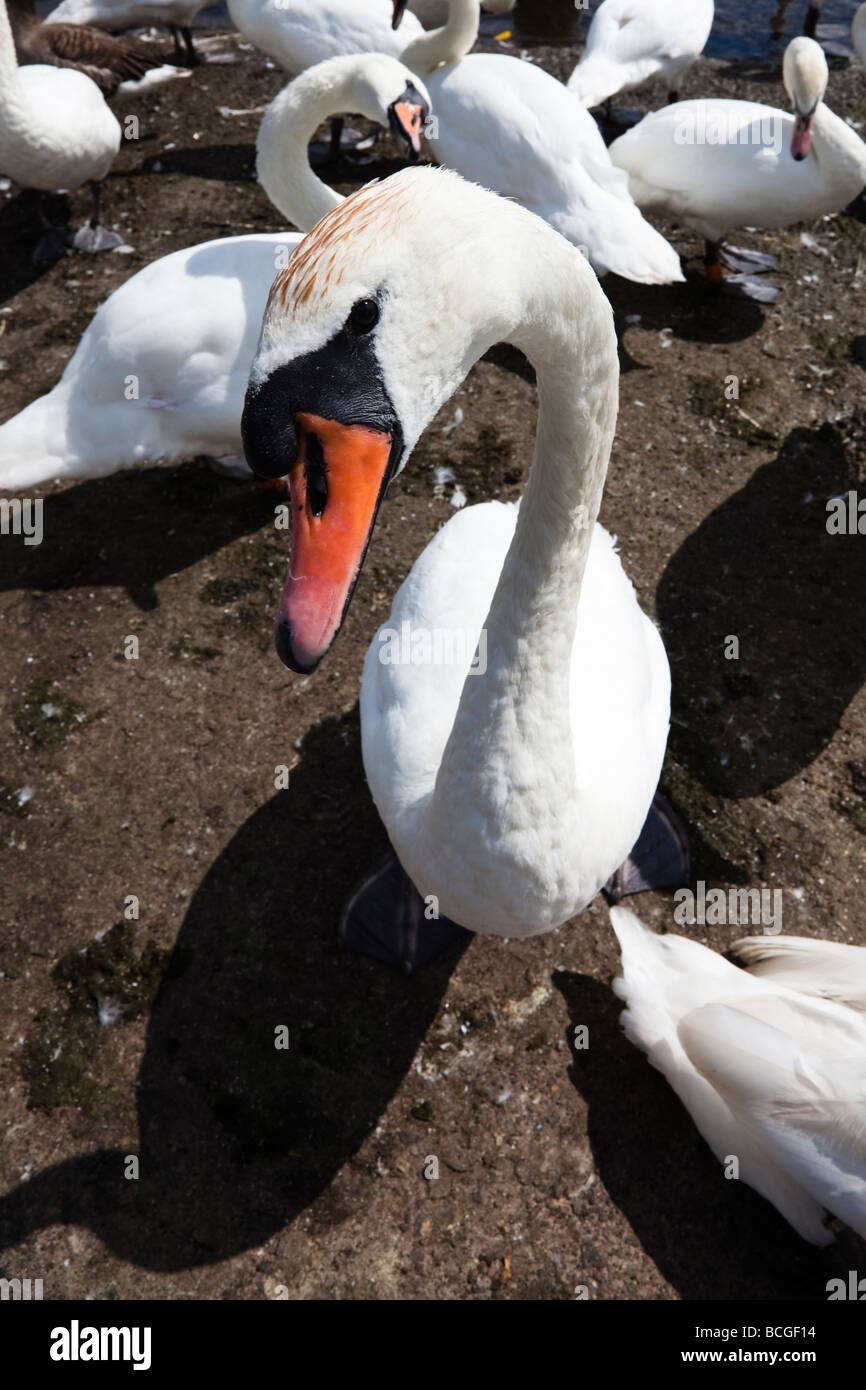 Männliche Schwan Cob starrte neugierig auf die Kamera Stockfoto