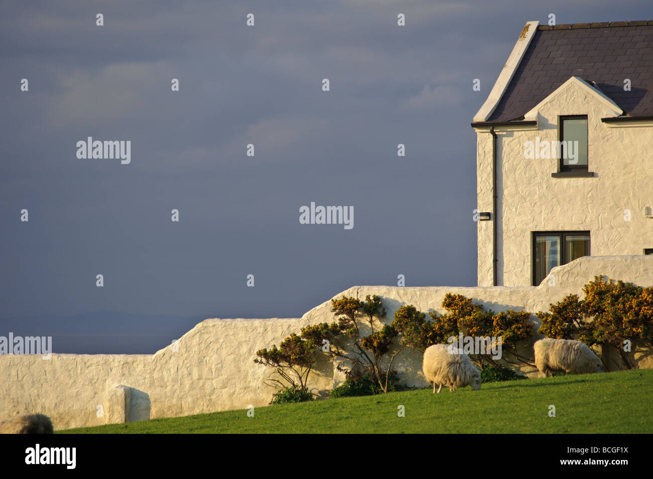Haus und Schafe und Klippen auf dem Giant s Causeway Küstenstraße in Nordirland Sonnenuntergang Stockfoto