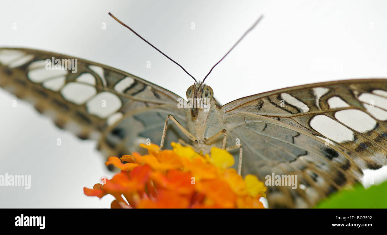 Tropischer Schmetterling auf Blume Stockfoto