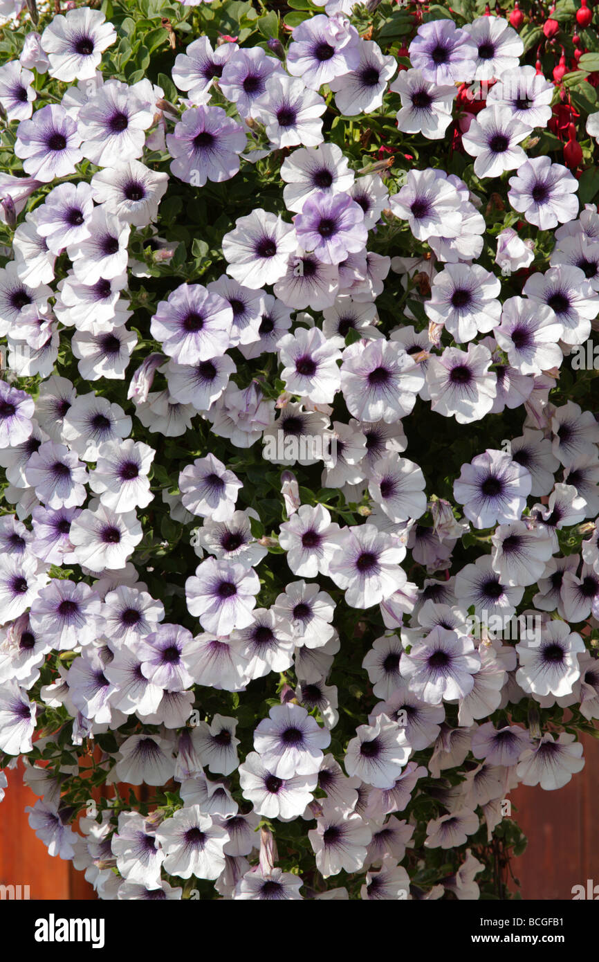 blumenampel petunien