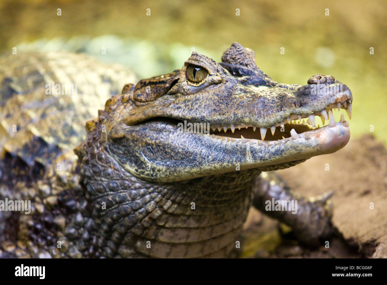 Krokodil Kopf Stockfoto