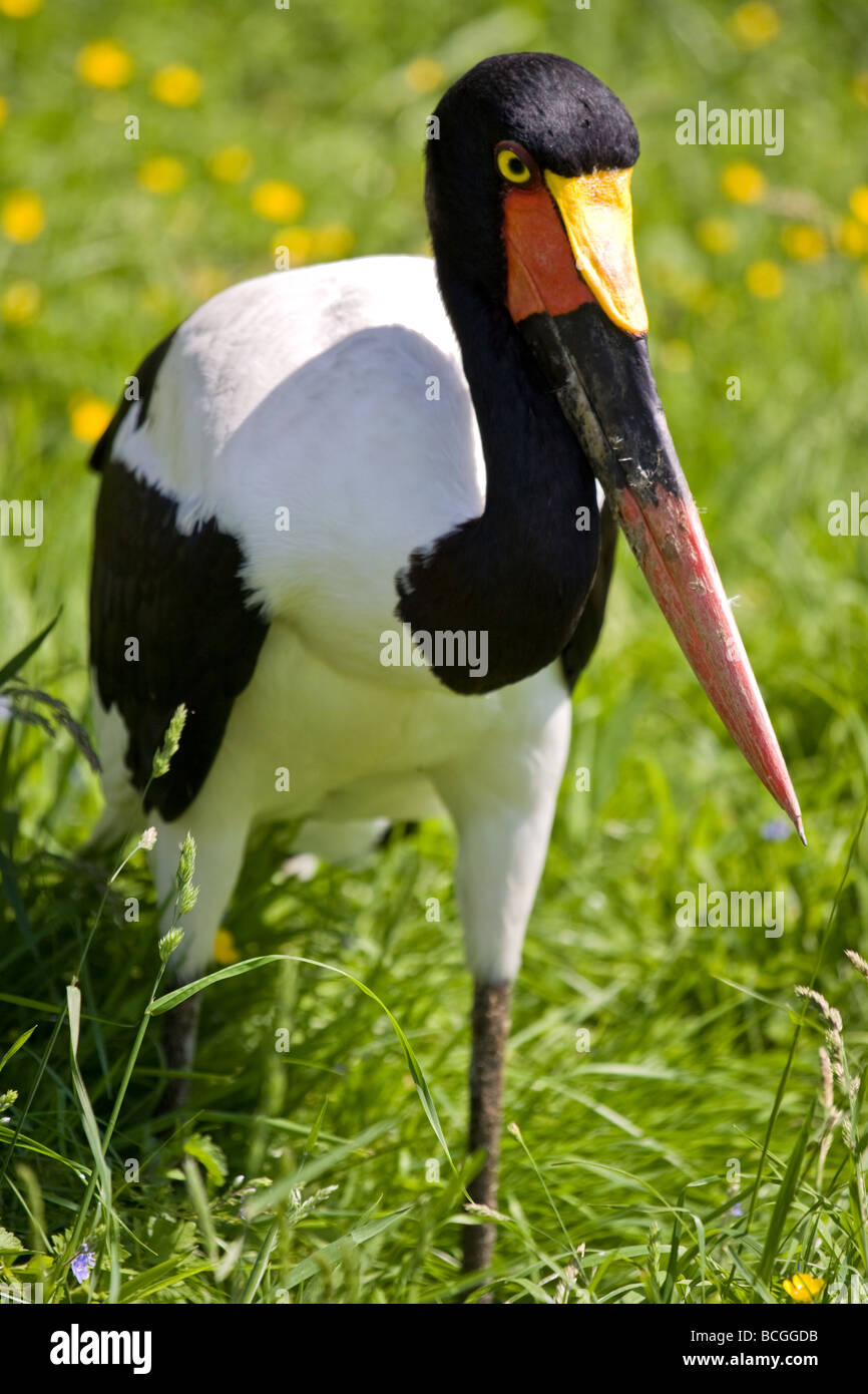 Sattel in Rechnung Storch Nahrung senegalensis Stockfoto