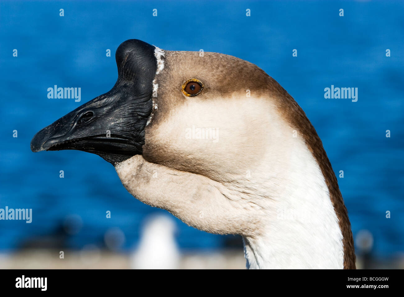 Chinesische Gans Schwan Gans Anser cygnoides Stockfoto