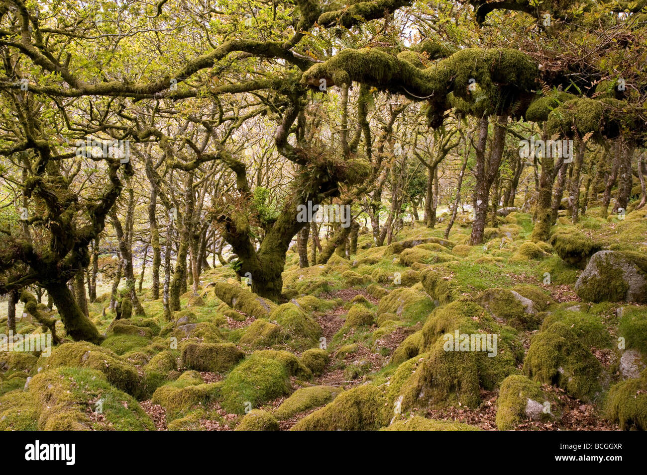 Wistman Holz Dartmoor Devon England Stockfoto