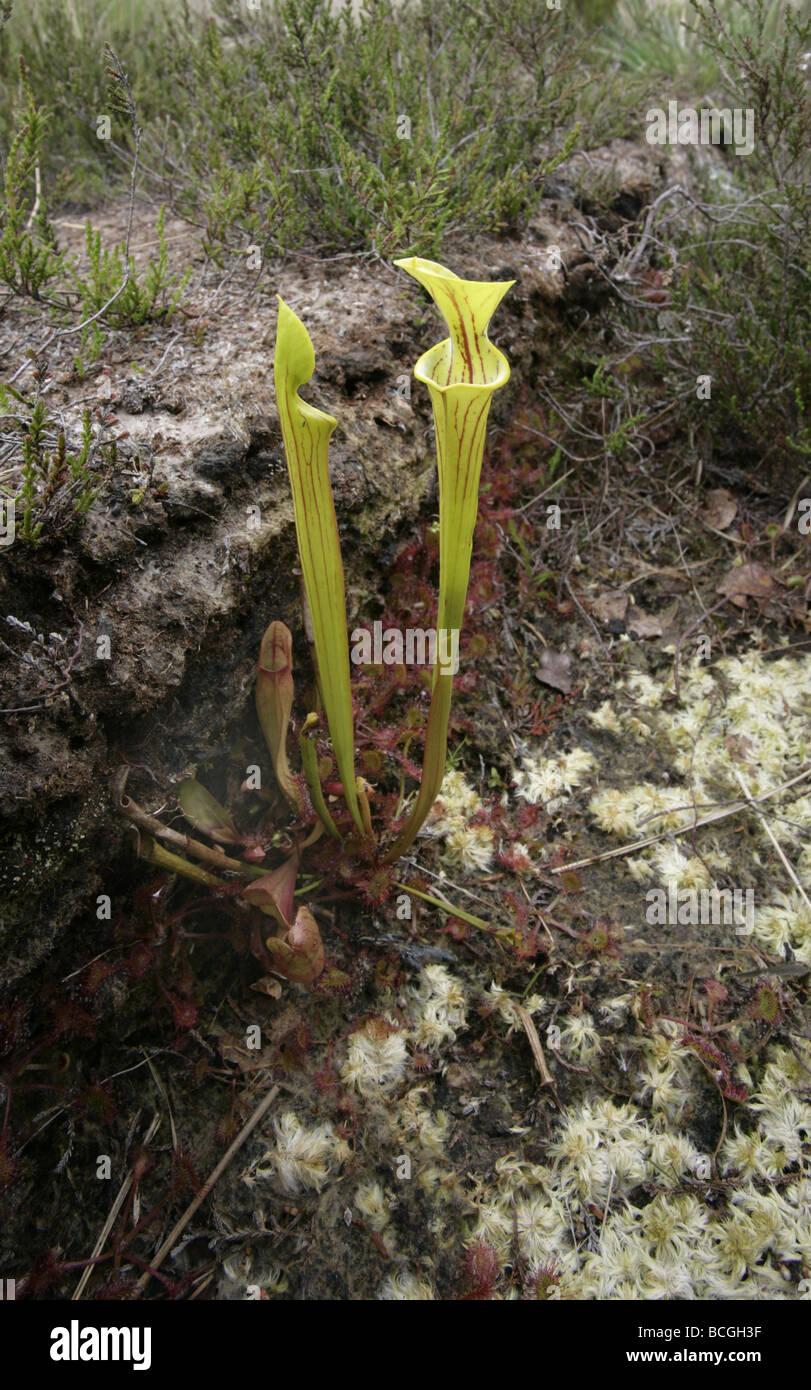 Pitcherplant Sarracenia Purpurea wächst in einem Torfmoor Somerset Stockfoto