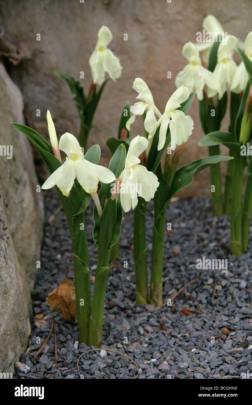 Roscoea Cautleoides 'Grandiflora', Zingiberaceae, China und Himalaya
