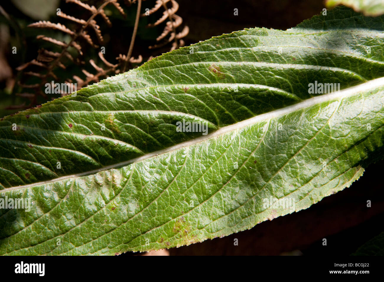 Tabakpflanze in Kerala, Indien Stockfoto