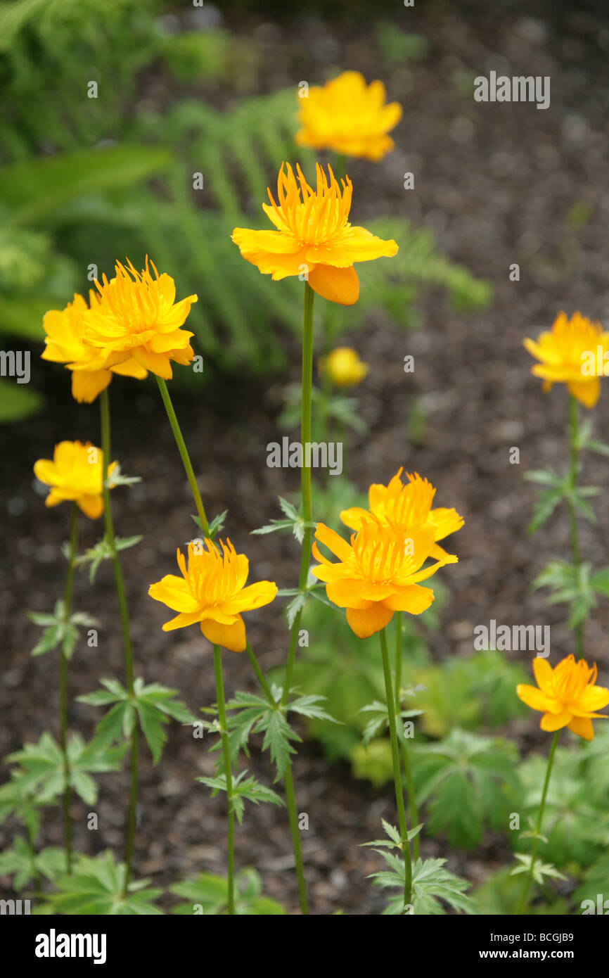 Chinesische Kugelblume, Trollius chinensis, Ranunculaceen. China Stockfoto