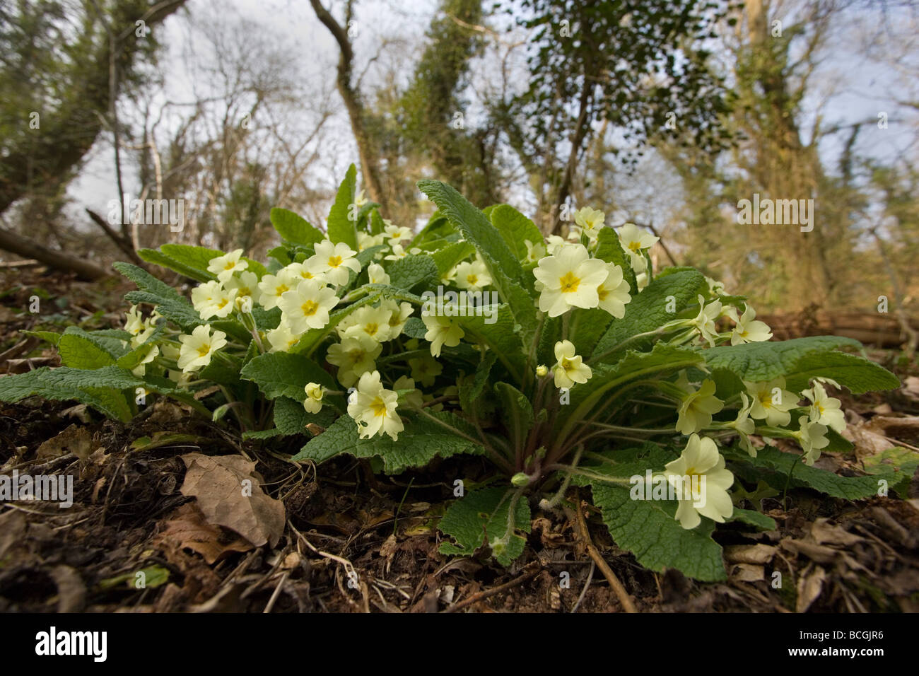 Primel Primula Vulgaris im zeitigen Frühjahr auf einem Waldboden Stockfoto