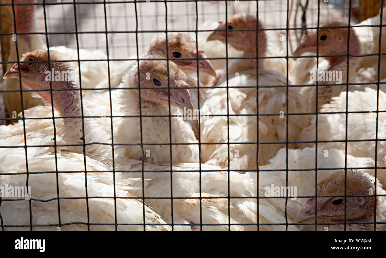Eingesperrte Geflügel auf Verkauf in öffnen Luft Tiermarkt Sineu Mallorca Spanien Stockfoto
