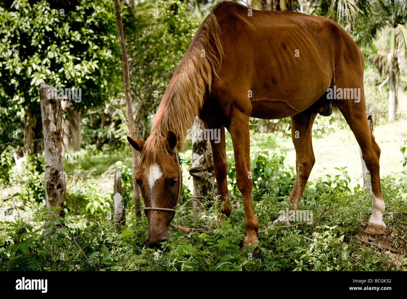 Ein dünn aussehende Pferd weidet auf dem reichlich Rasen im La Torre Dominikanische Republik Stockfoto