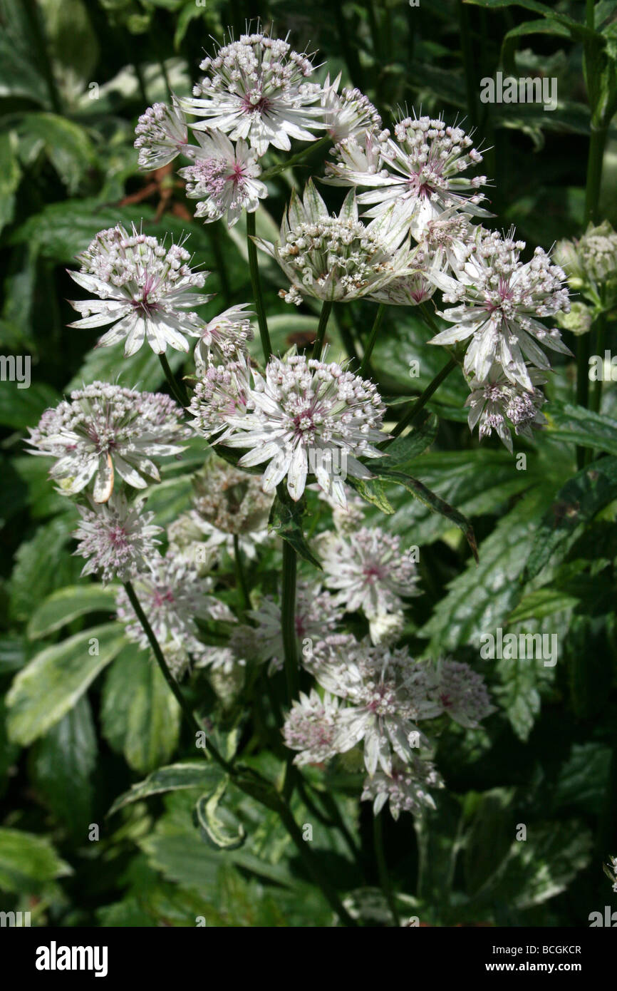 Greater Masterwort Astrantia große genommen In Calderstones Park, Liverpool, UK Stockfoto