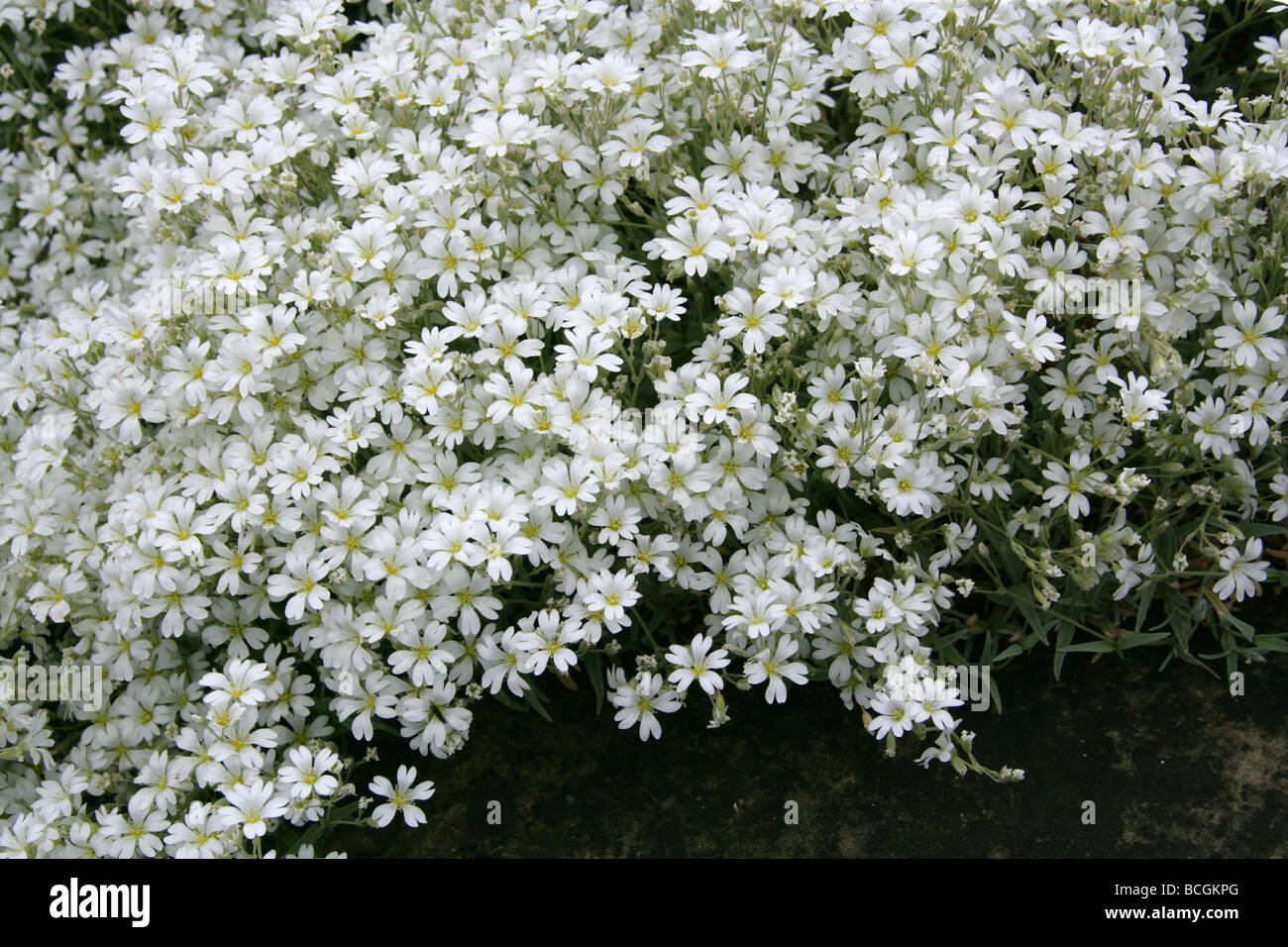 Filziges Boissieri, Caryophyllaceae, westliches Mittelmeer Stockfoto