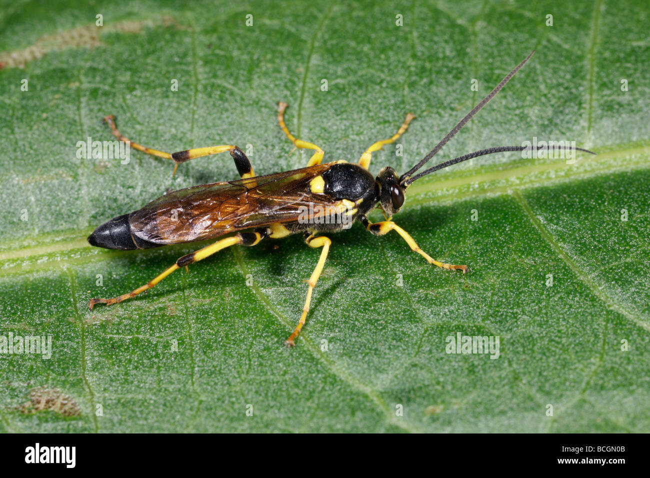 Ichneumon Fly - Amblyteles armatorius Stockfoto