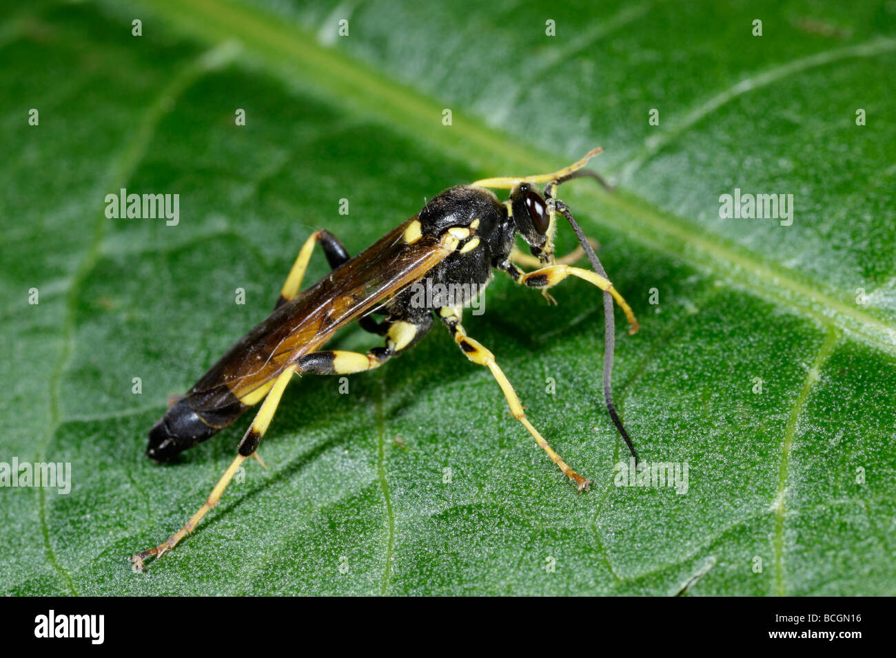 Ichneumon Fly - Amblyteles armatorius Stockfoto