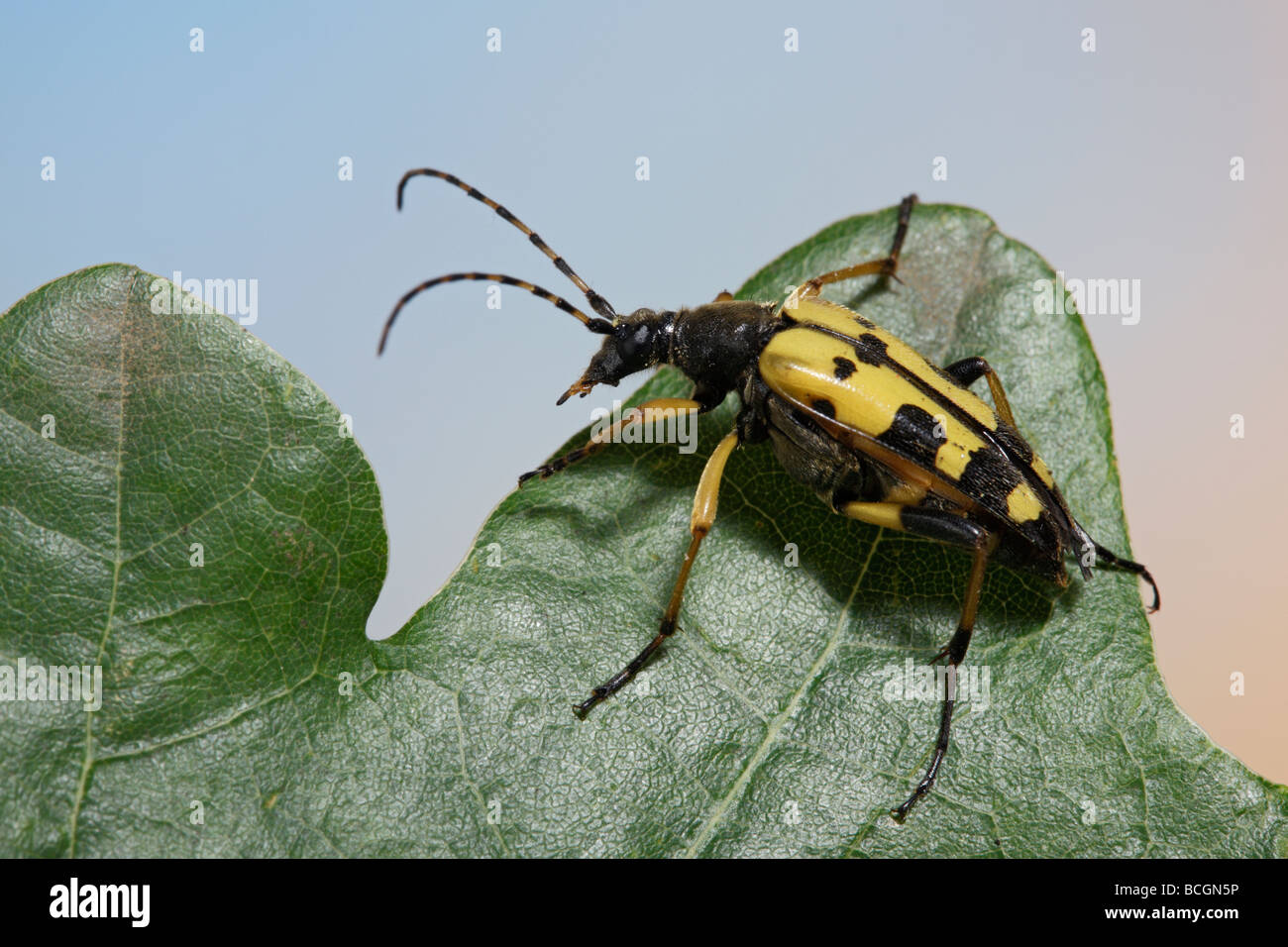 Longhorn Beetle Rutpela Maculata (Strangalia Maculata) Stockfoto