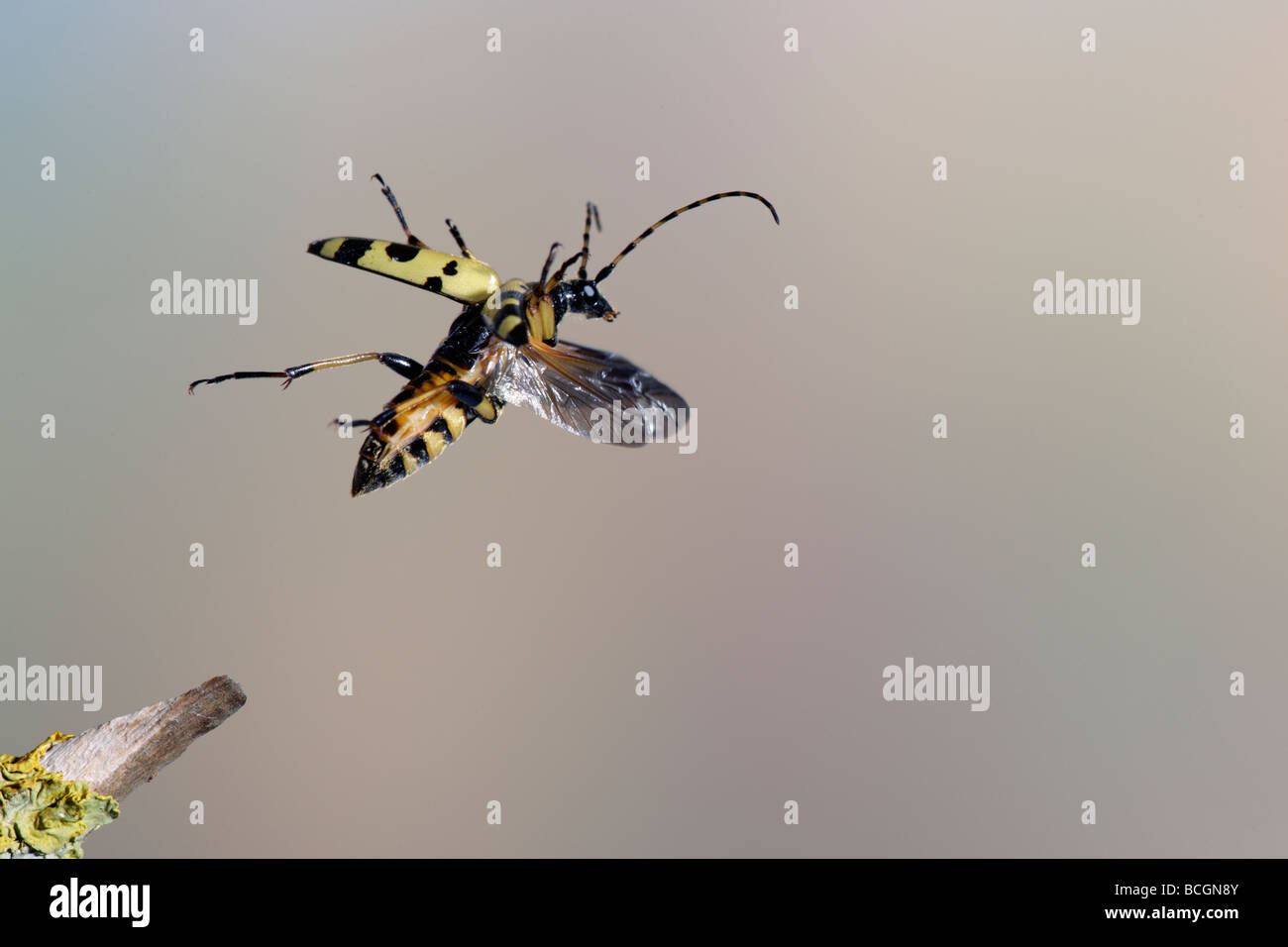 Longhorn Beetle Rutpela Maculata (Strangalia Maculata) Stockfoto