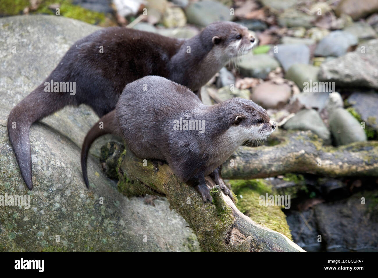 asiatischen kurze Krallen Otter gefangen nationale Dichtung Heiligtum Stockfoto