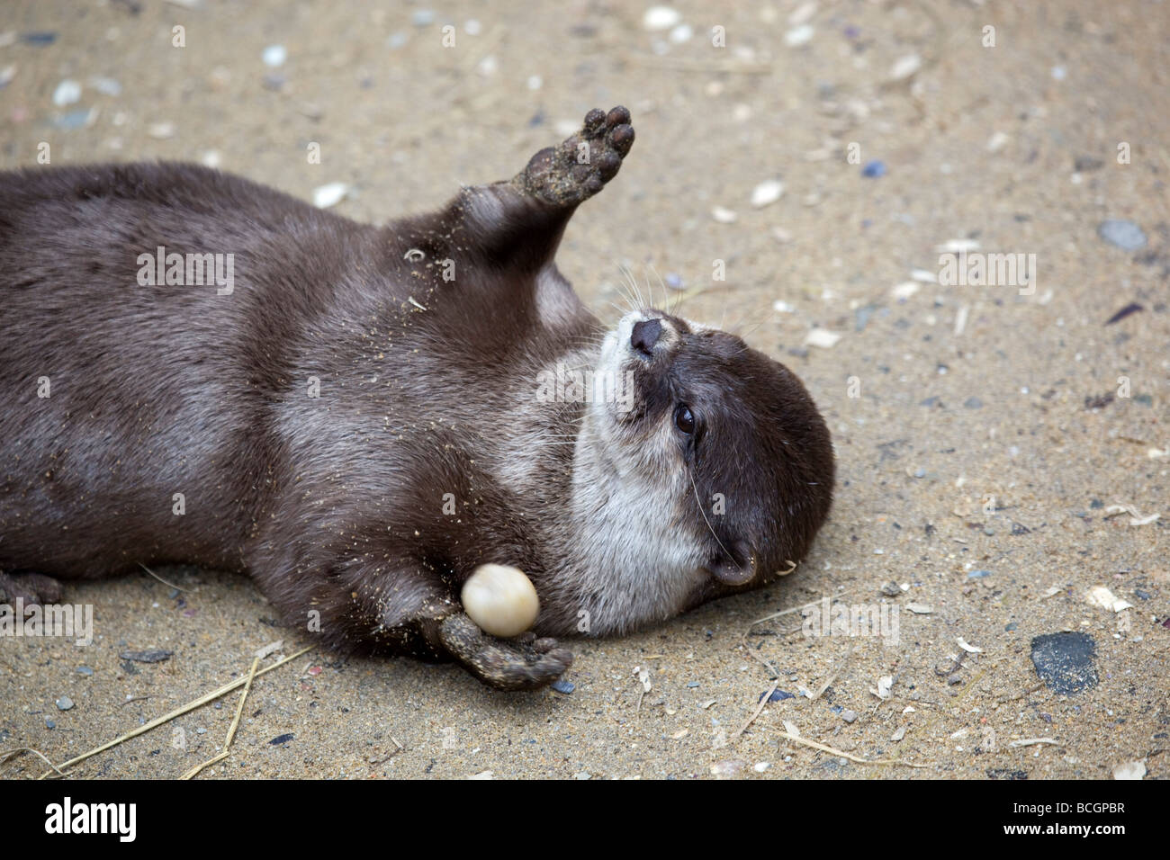asiatischen kurze Krallen Otter gefangen jonglieren nationale Dichtung Heiligtum Stockfoto