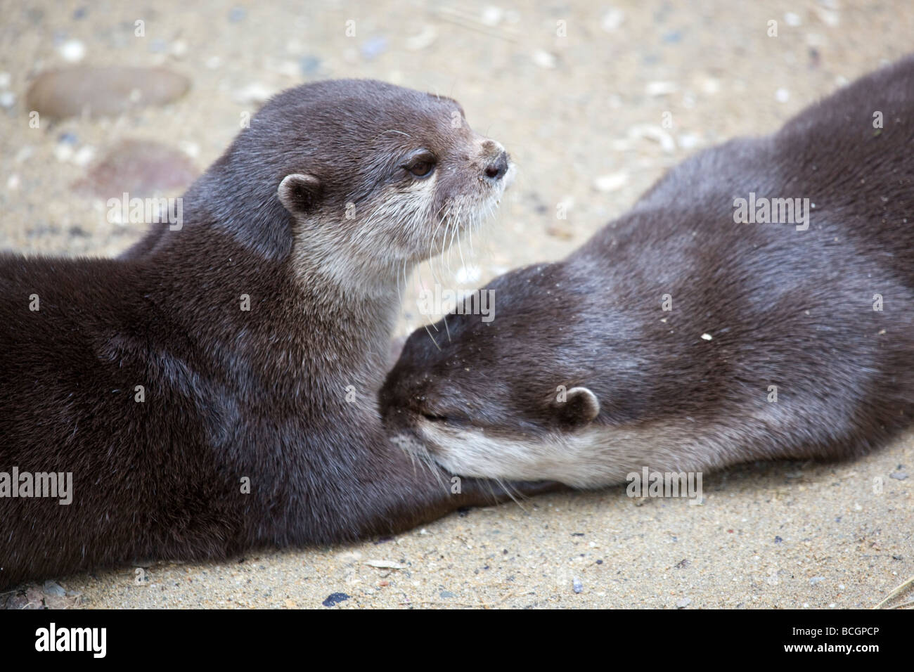 asiatischen kurze Krallen Otter gefangen paar nationale Dichtung Heiligtum Stockfoto