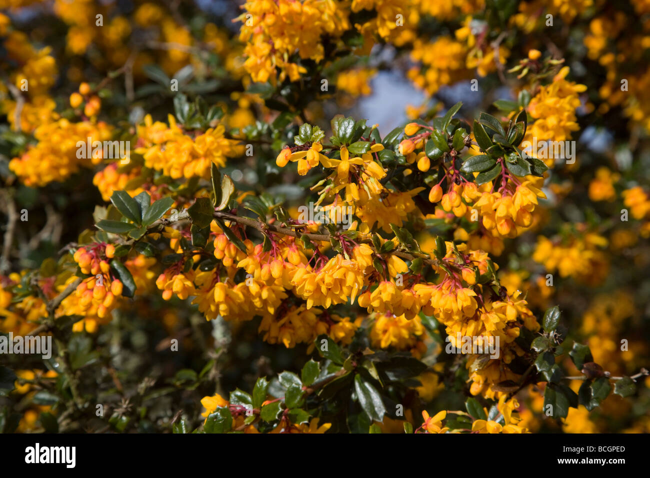 Berberis Darwinii in Blume Cornwall Frühling Stockfoto