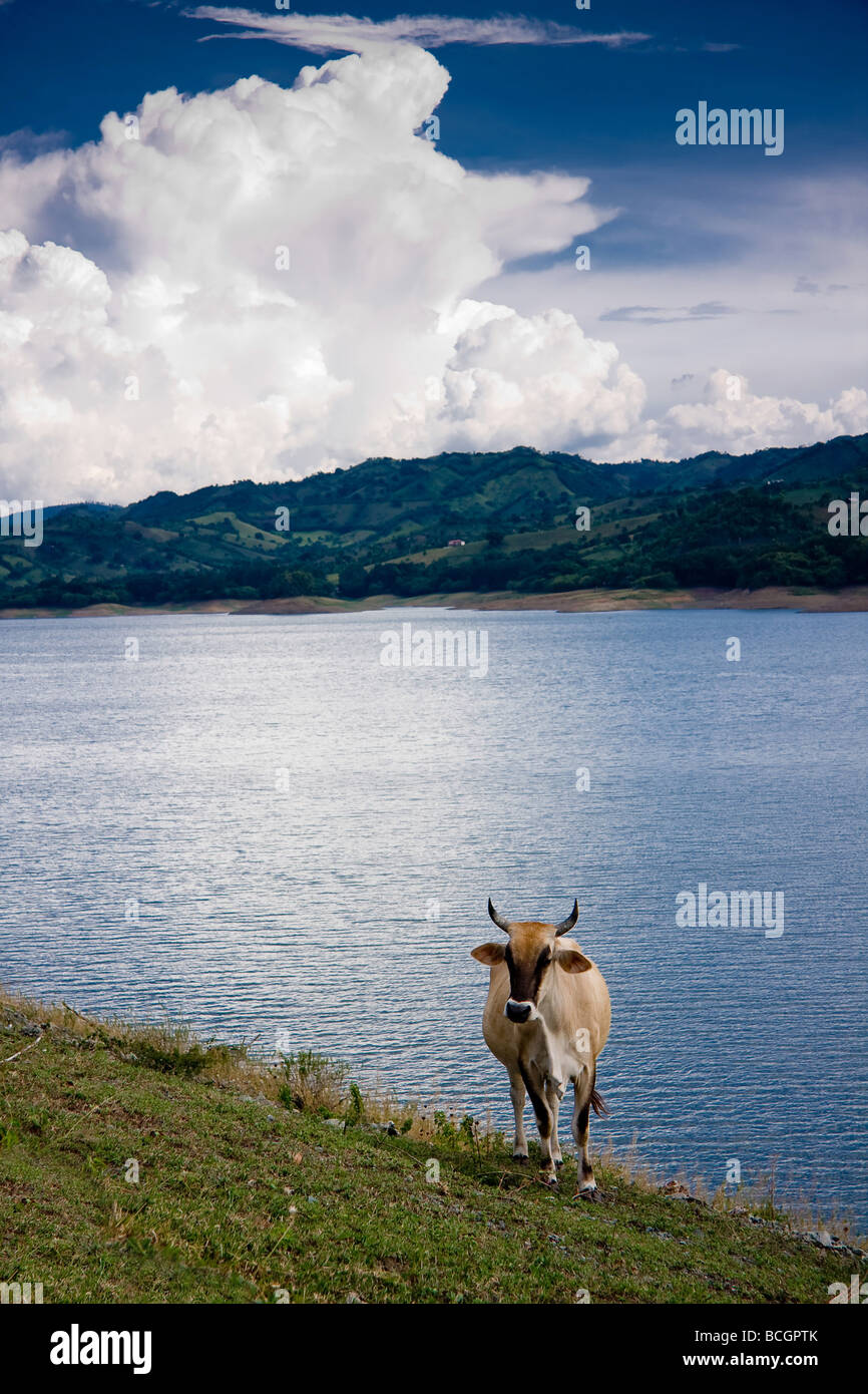Ein junger Stier steht am Fluss verschlungen von den großen Tälern, sanften Hügeln und üppiger Vegetation von Palo Blanco, Dominikanische Republik Stockfoto