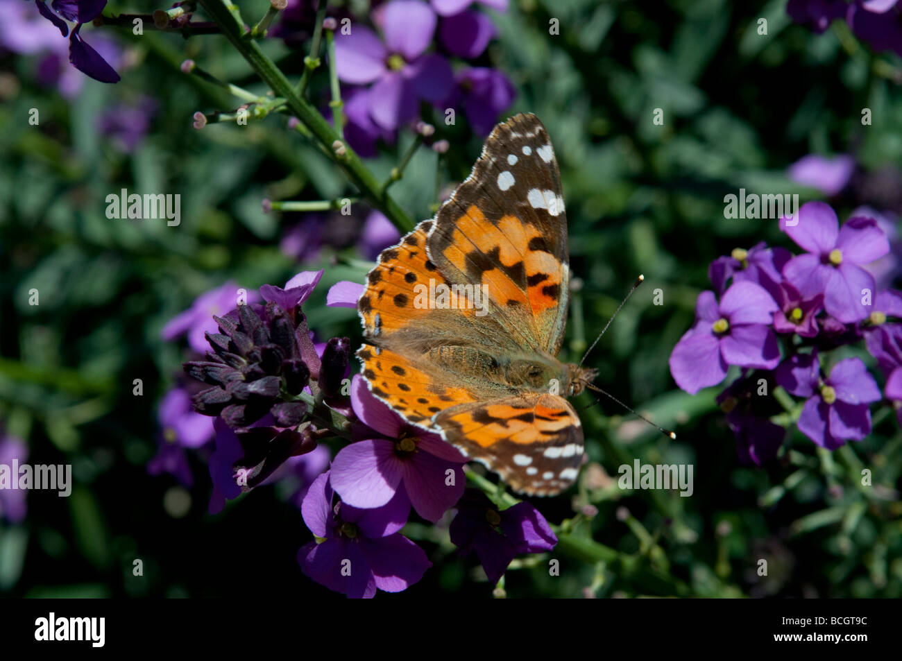 Distelfalter Schmetterling Cynthia Cardui West Sussex England UK Stockfoto