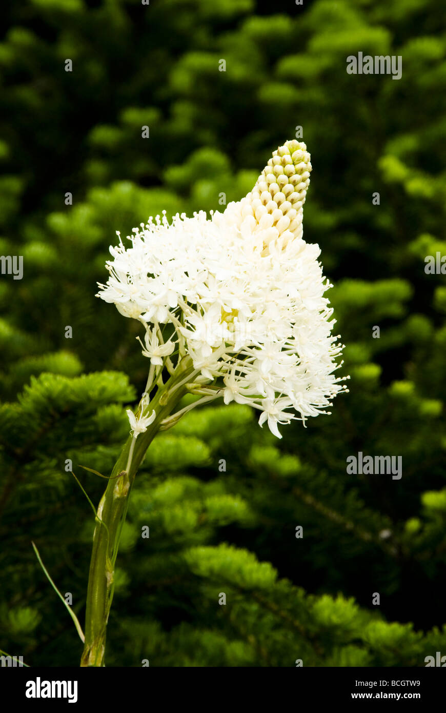 Bear Grass in Glacier Nationalpark Stockfoto