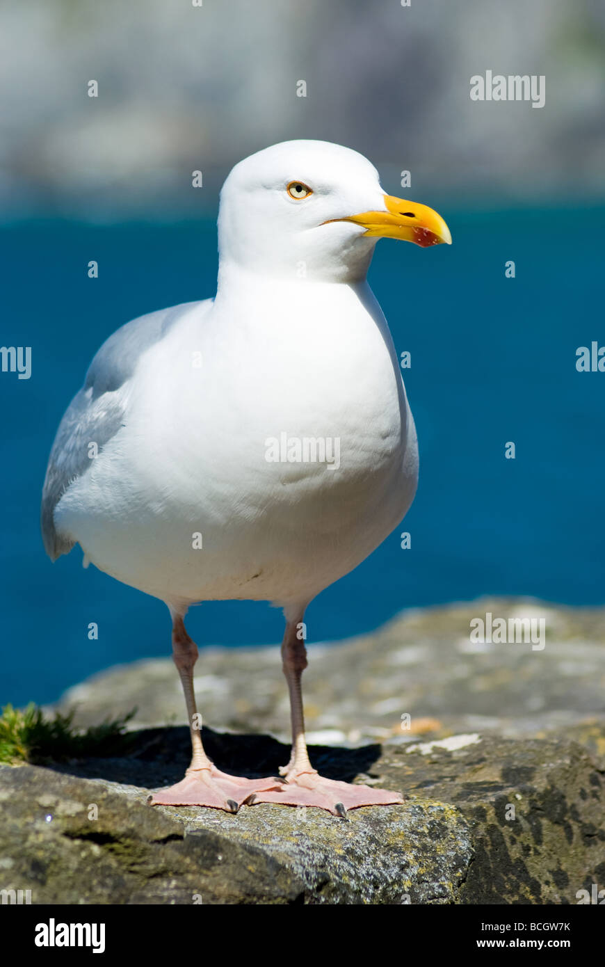 Eine Möwe thront auf einer Wand auf der Halbinsel Dingle, County Kerry, Irland Stockfoto