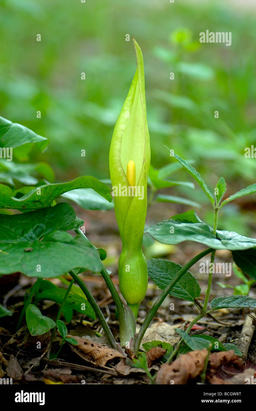 Lords und Ladies Arum Maculatum Cornwall Frühling Stockfoto