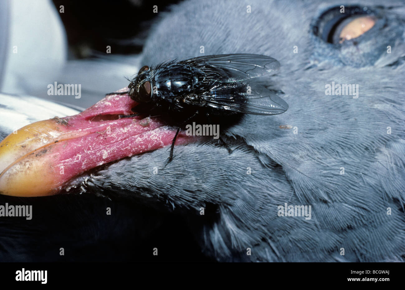Zusammenarbeit fliegen Hexamerinaufnahme eingespieltes Calliphoridae auf den Kopf einer toten Taube UK Stockfoto