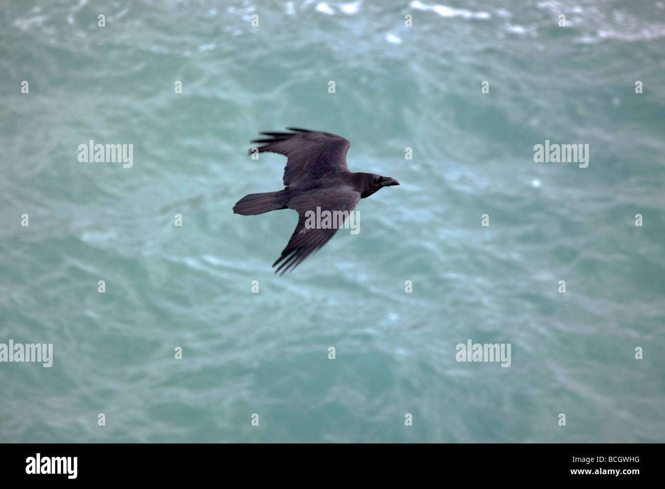 Raven-Corvus Corax cornwall Stockfoto