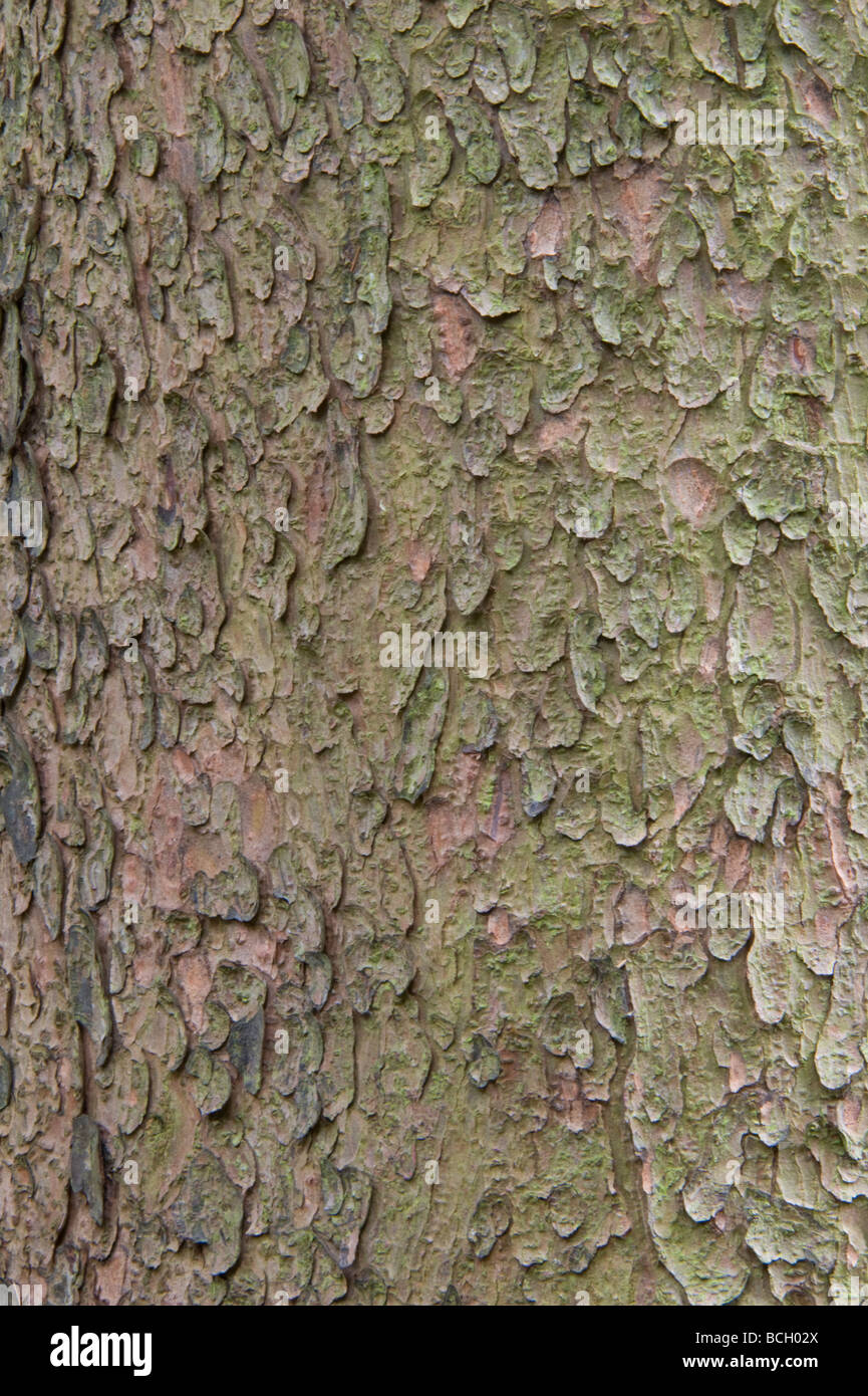 Chilgoza Kiefer (Pinus Gerardiana) Nahaufnahme von Rinde native zum östlichen Himalaya NW, Afghanistan, Pakistan, NW-Indien Stockfoto