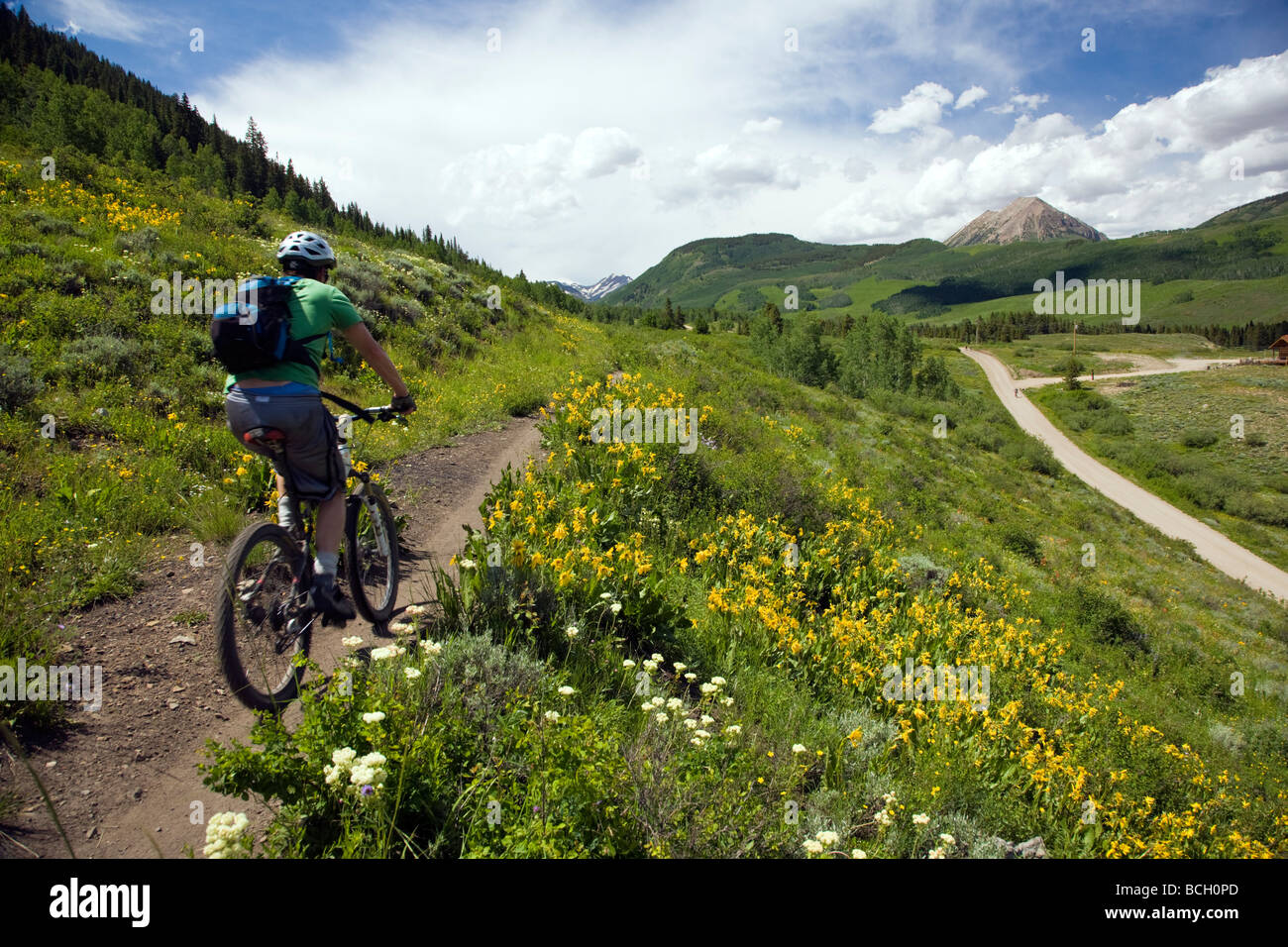 Maultiere Ohren Asteraceae Sonnenblume Familie wachsen auf einer Wiese entlang der Wälder gehen unteren Loop Trails Crested Butte Colorado USA Stockfoto