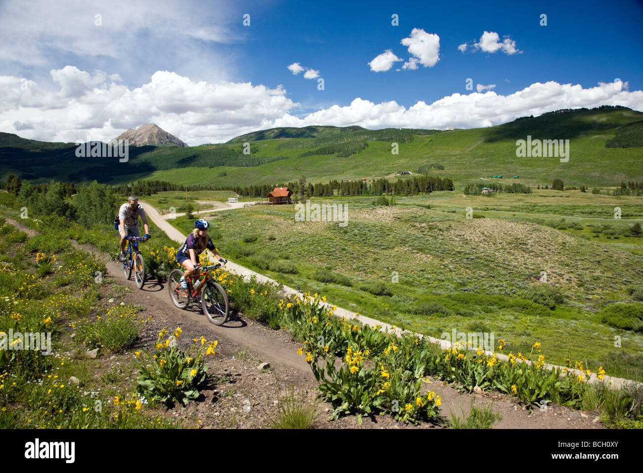 Maultiere Ohren Asteraceae Sonnenblume Familie wachsen auf einer Wiese entlang den Wald zu Fuß niedriger Loop Trails Crested Butte Colorado Fahrrad Stockfoto