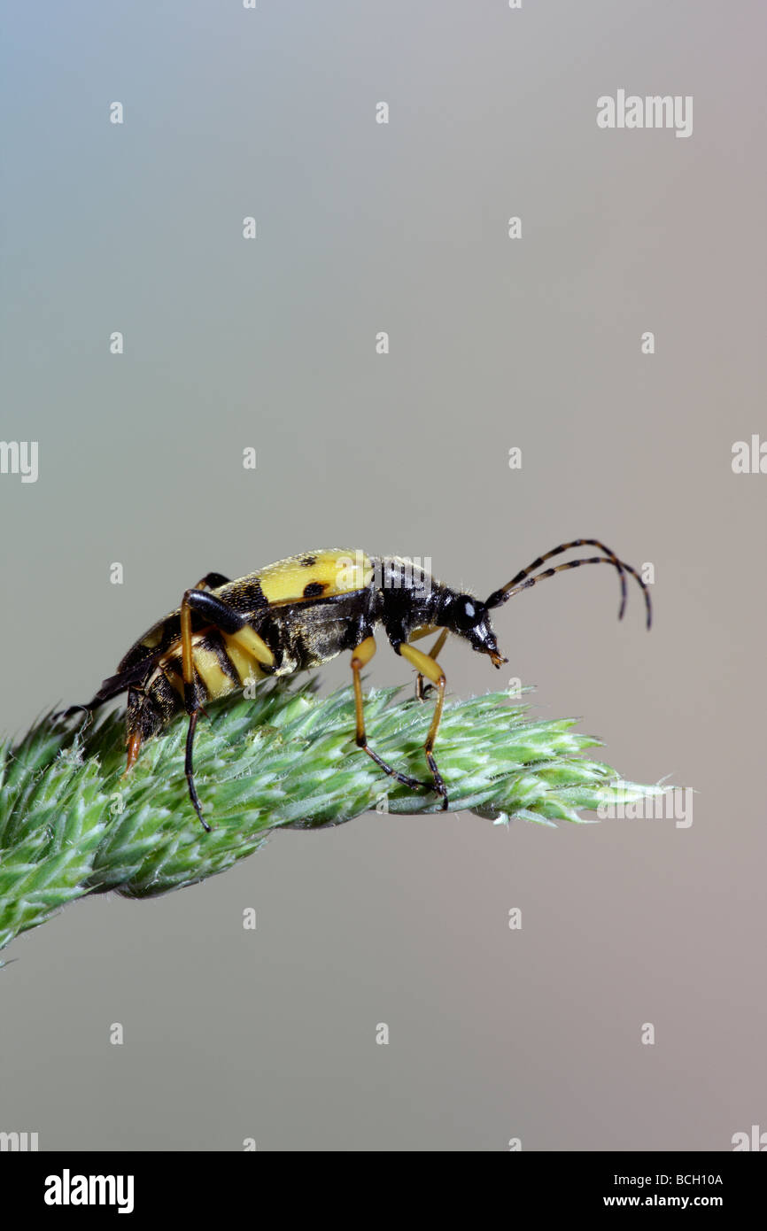 Longhorn Beetle Rutpela Maculata (Strangalia Maculata) Stockfoto