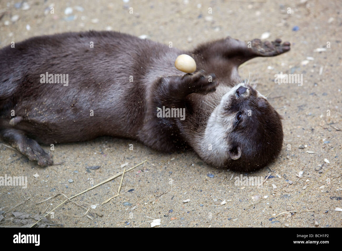 asiatischen kurze Krallen Otter gefangen jonglieren nationale Dichtung Heiligtum Stockfoto