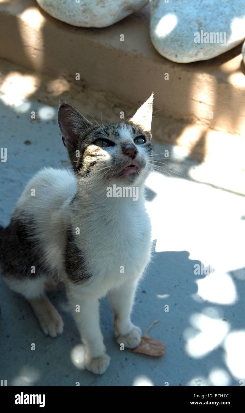 Griechischen Katze Stockfoto